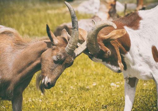 How to Get Started with Goat Farming