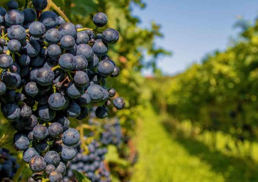 Guidelines on How to Finance Your Vineyard