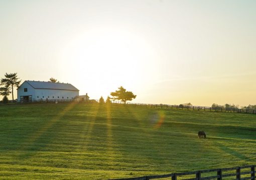 A Buyer’s Guide: Things to Look Out for While Buying Equestrian Farms