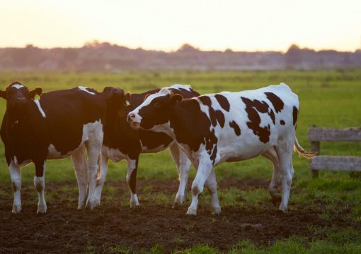 Step by Step Guide To Starting a Cattle Farm