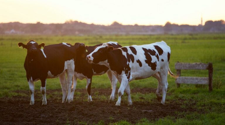 Step by Step Guide To Starting a Cattle Farm