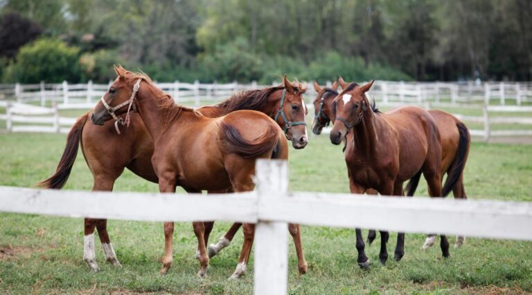 What to Look for When Buying Equestrian Real Estate