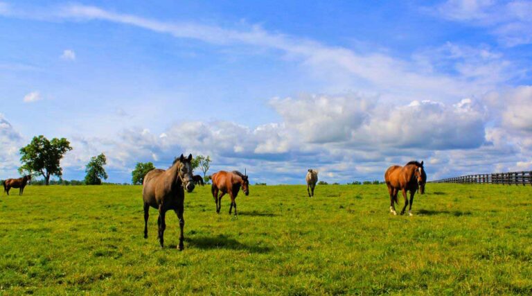 5 Steps to Starting a Successful Equestrian Business