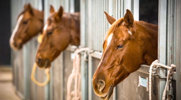 What Kind of Loans Can You Use to Finance Your Dream Horse Property