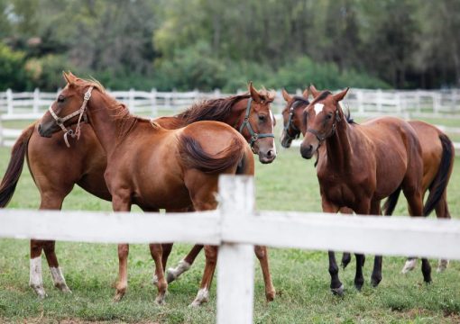 How Do Horse Farms and Riding Stables Make Money?