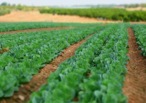 Farming For Profit: 13 Crops That Bring In The Most Revenue