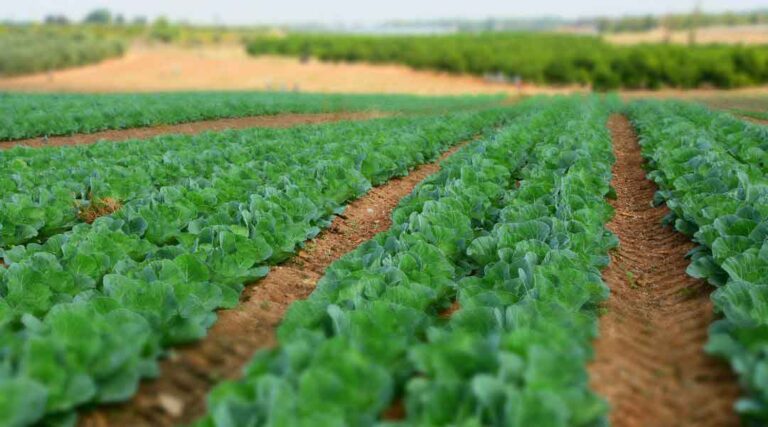 Farming For Profit: 13 Crops That Bring In The Most Revenue