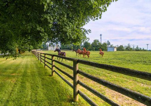 How Much Acreage is Necessary for a Successful Ranch?