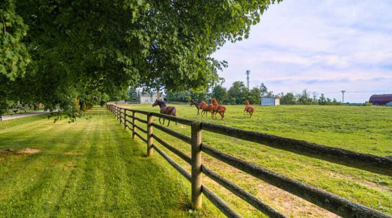 How Much Acreage is Necessary for a Successful Ranch?