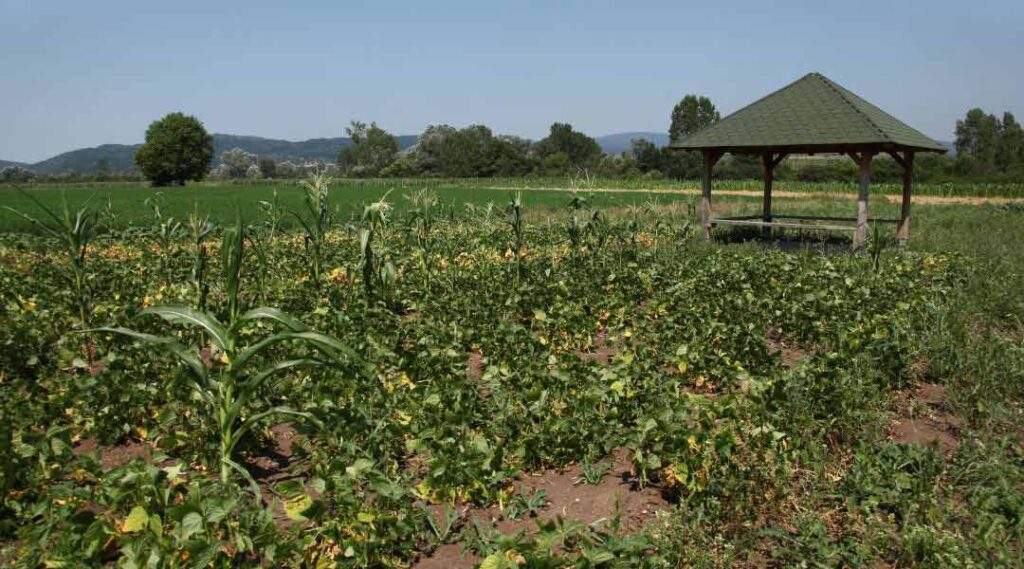 a small farm field with sun shade