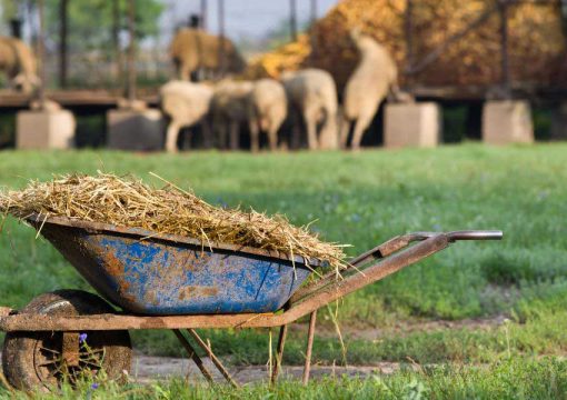 5 Ways to Make Money With Manure