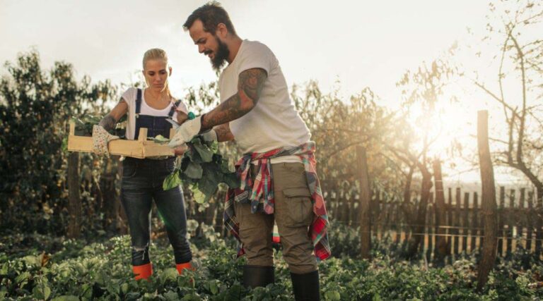 two farmers harvesting organic crops