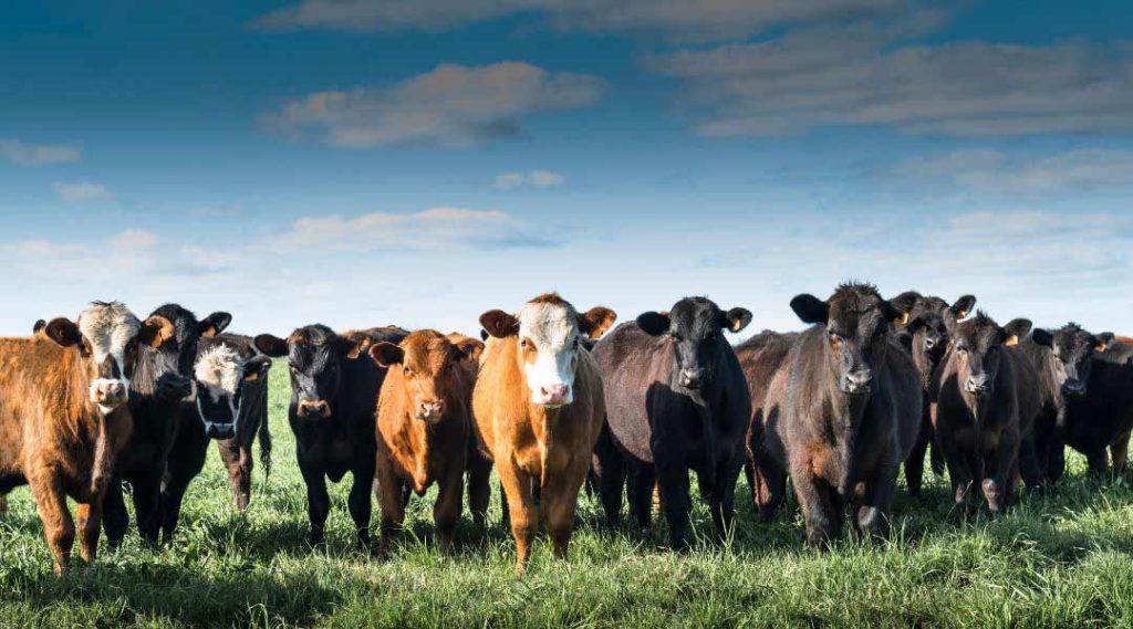 Choosing the Right Cattle Breeds for Your Farm