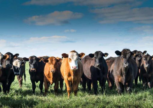 Choosing the Right Cattle Breeds for Your Farm