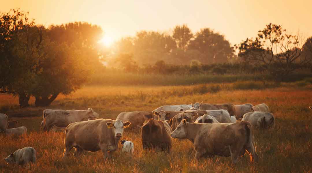 10 Things to Consider When Raising Cattle for Profit