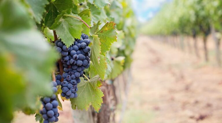 How to Start a Vineyard Business