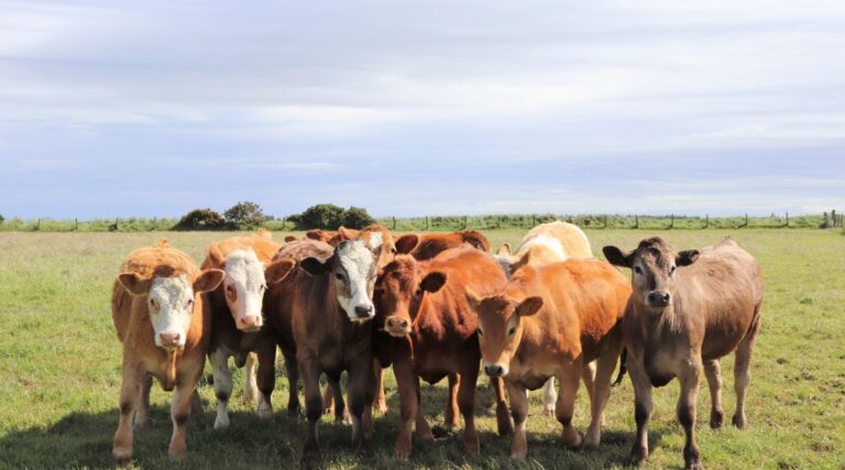 Strategies to Improve the Efficiency of Beef Cattle Production