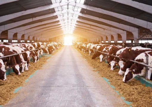 The Pros & Cons Of Starting A Dairy Farming Business