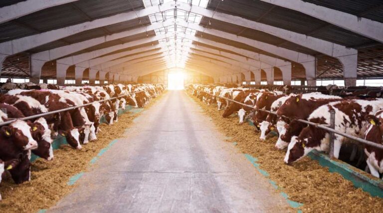 The Pros & Cons Of Starting A Dairy Farming Business