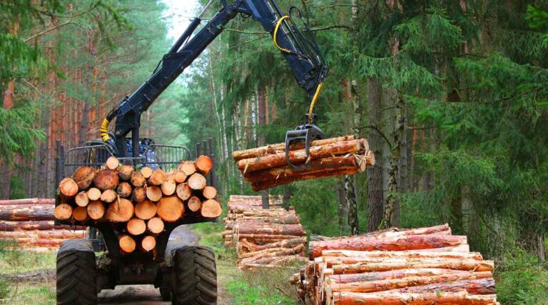 How Profitable is Timber Farming?