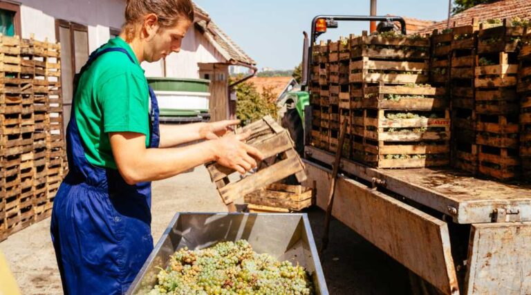 man processing grapes for wine production