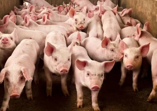 How to Start a Pig Farm Business