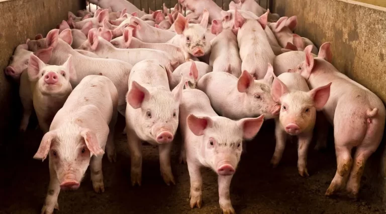 How to Start a Pig Farm Business