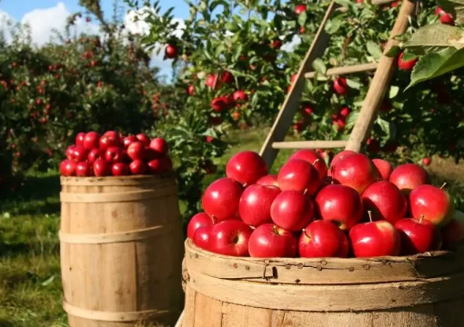 A Guide To Starting a Fruit Orchard on Your Farm