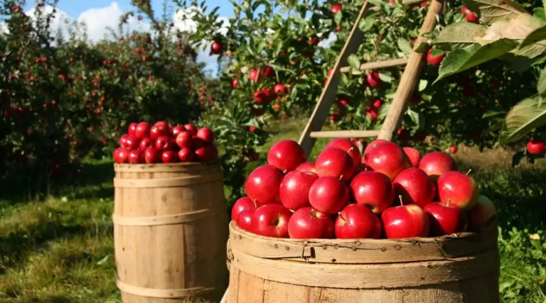 A Guide To Starting a Fruit Orchard on Your Farm