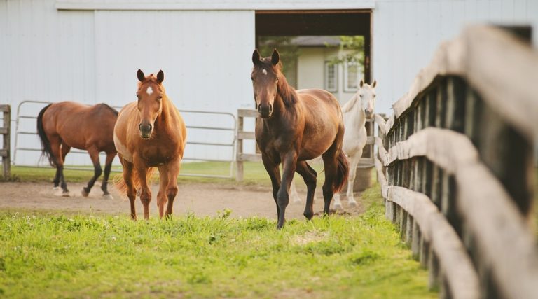 Horse Farm – Is It a Good Investment?